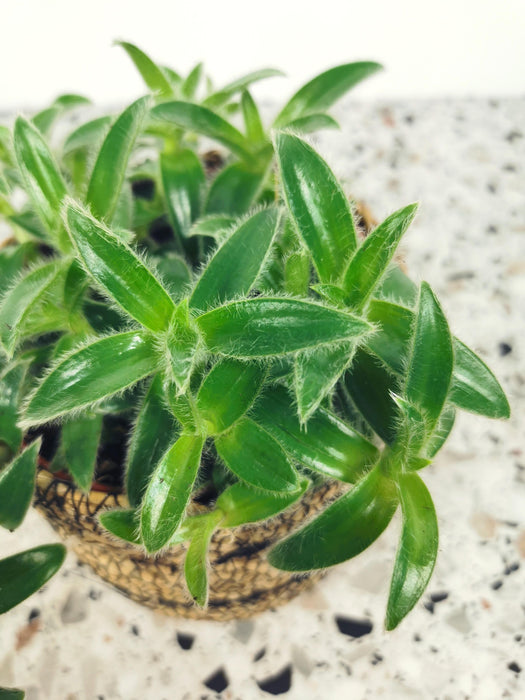 Tradescantia cyanotis