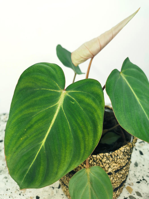 Philodendron gloriosum verde - medium