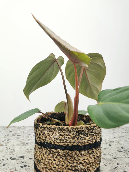 Philodendron gloriosum verde - medium