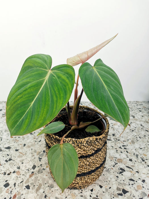 Philodendron gloriosum verde - medium