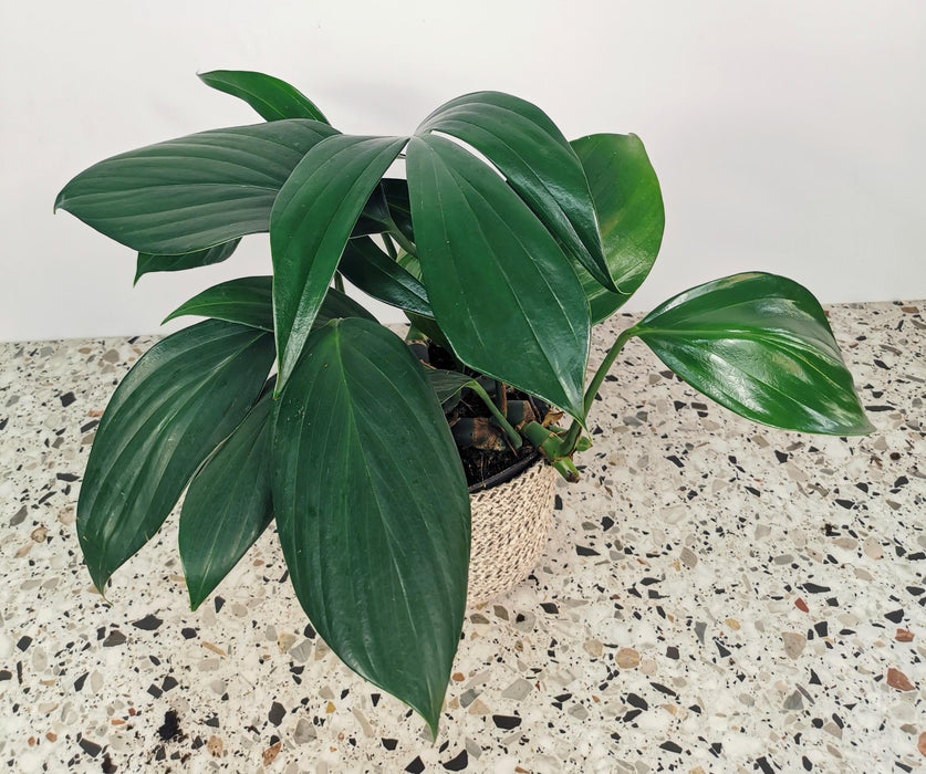 Rhaphidophora decursiva dragon tail - medium