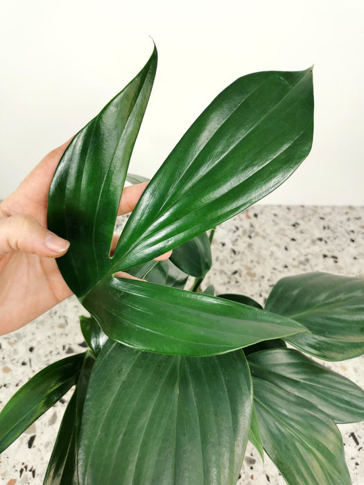 Rhaphidophora decursiva dragon tail - medium