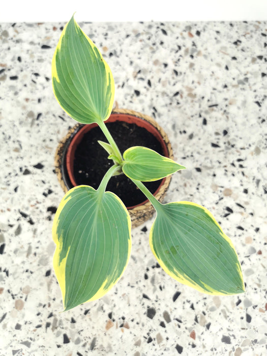 Hosta sieboldiana variegata