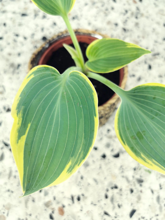 Hosta sieboldiana variegata