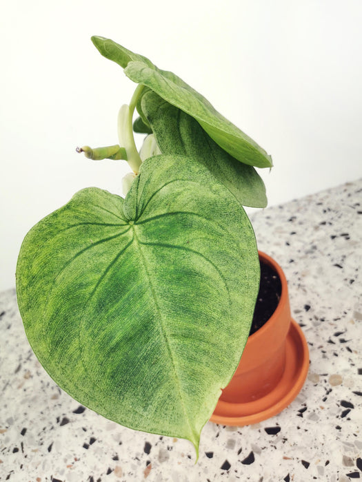 Syngonium macrophyllum frosted heart