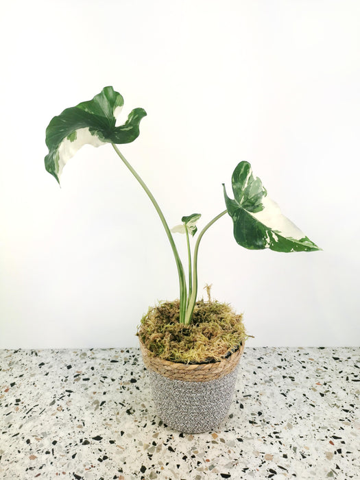 Alocasia okinawa variegata - Large