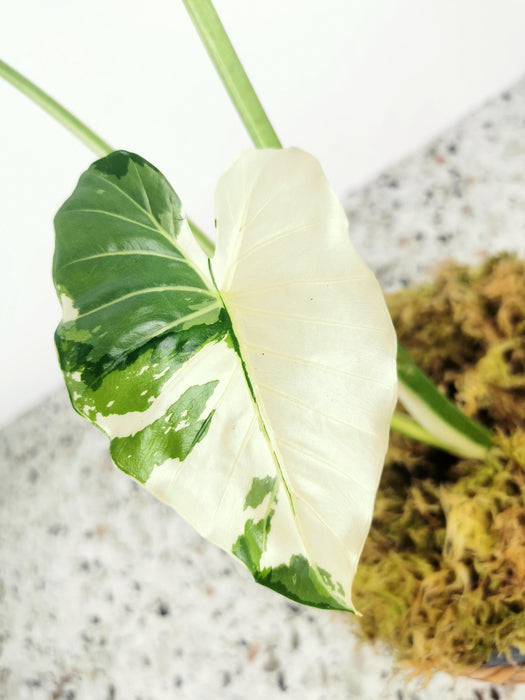 Alocasia okinawa variegata - Large