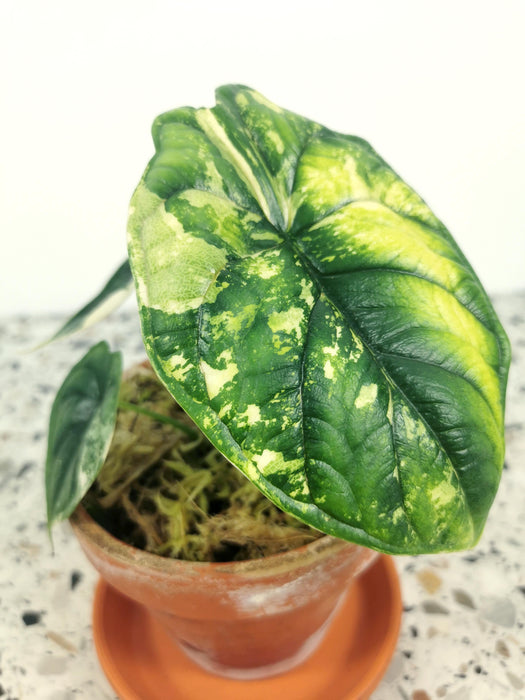 Alocasia dragon scale variegata