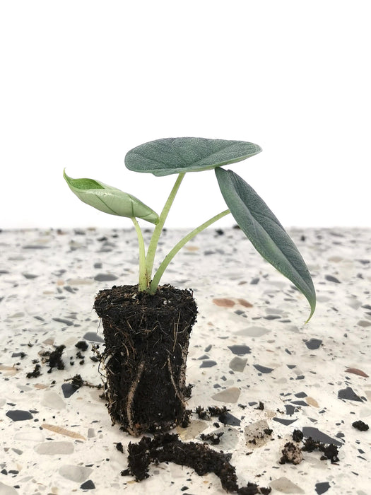 Alocasia melo