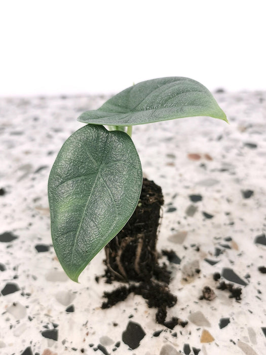 Alocasia melo