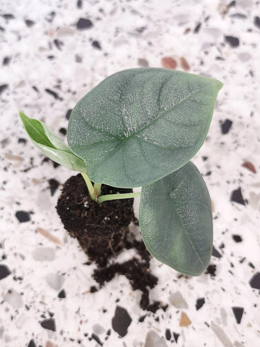 Alocasia melo