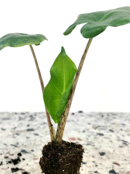 Alocasia megalodon