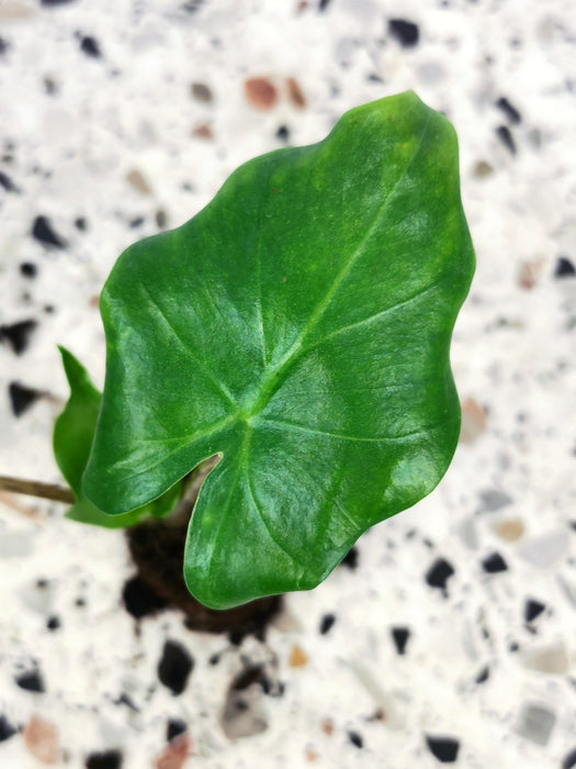 Alocasia megalodon