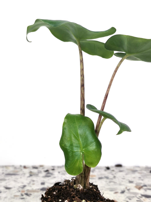 Alocasia megalodon