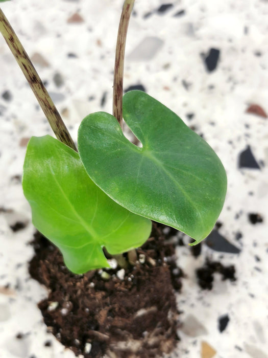 Alocasia megalodon