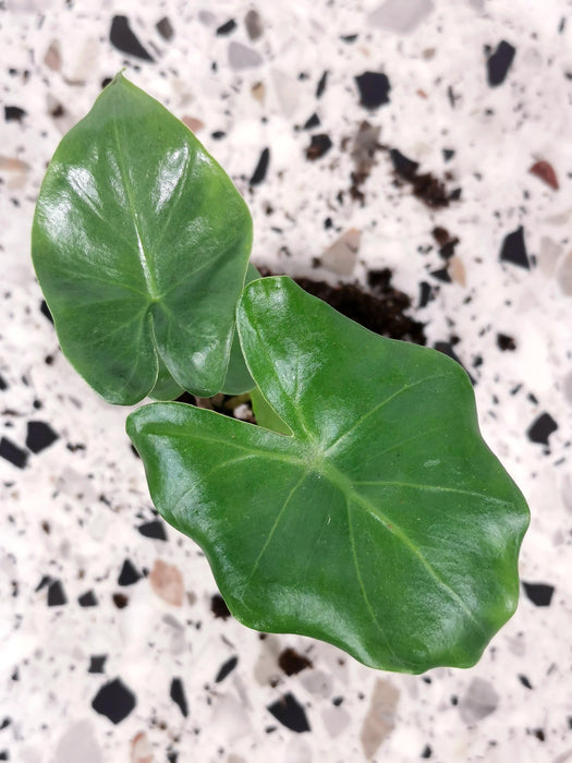 Alocasia megalodon
