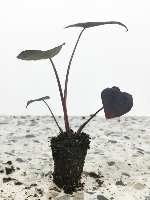Colocasia esculenta black runner