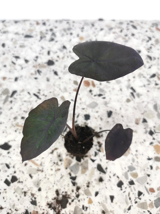 Colocasia esculenta black runner