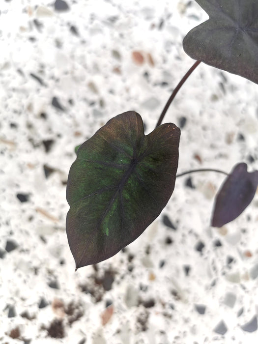 Colocasia esculenta black runner