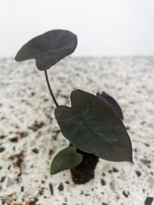 Colocasia esculenta black runner