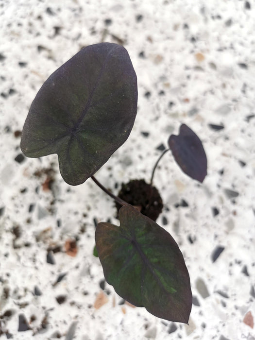 Colocasia esculenta black runner