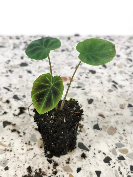 Colocasia esculenta jenningsii