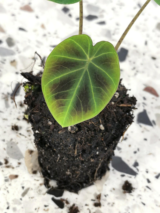 Colocasia esculenta jenningsii