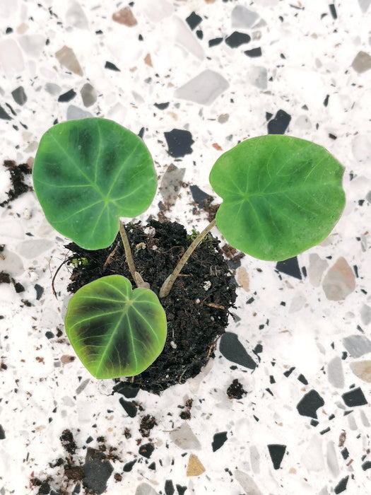 Colocasia esculenta jenningsii