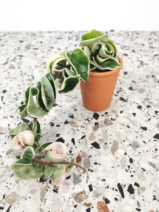 Hoya carnosa compacta variegata
