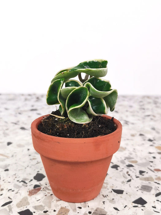 Hoya carnosa compacta variegata
