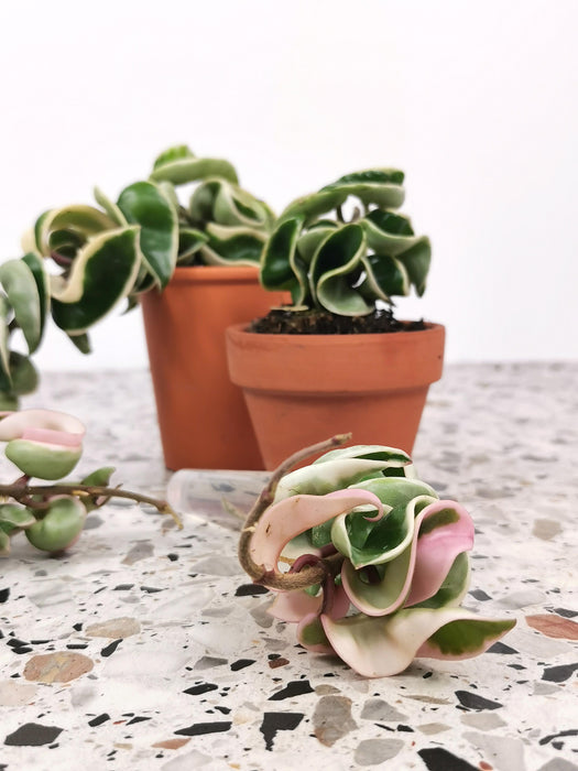 Hoya carnosa compacta variegata