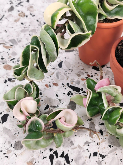Hoya carnosa compacta variegata