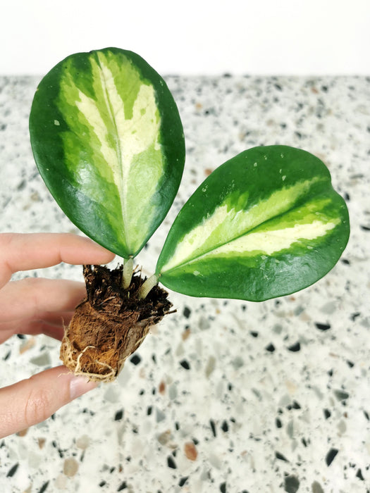 Hoya obovata variegata