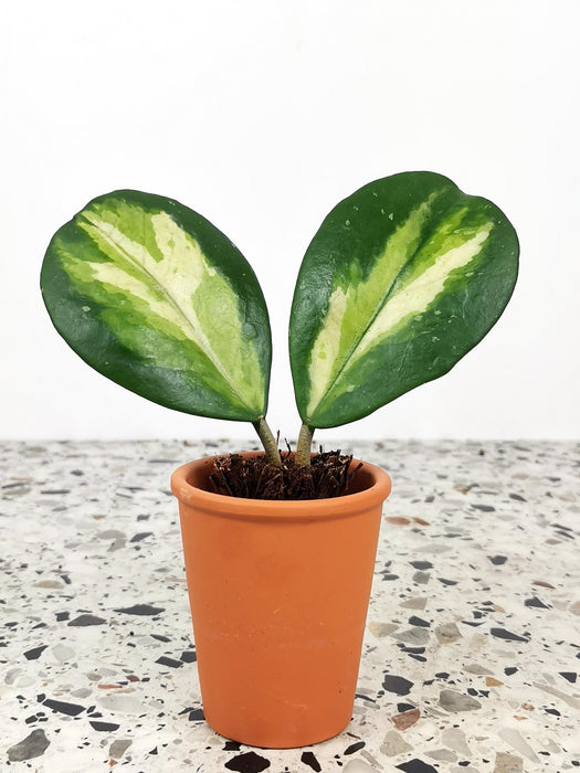 Hoya obovata variegata