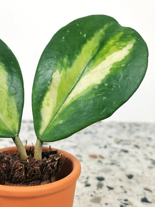 Hoya obovata variegata