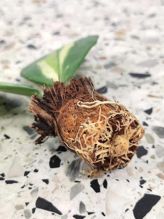 Hoya obovata variegata