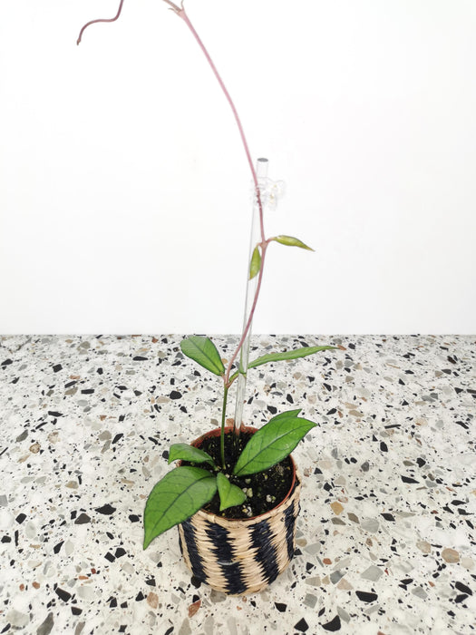 Hoya crassipetiolata