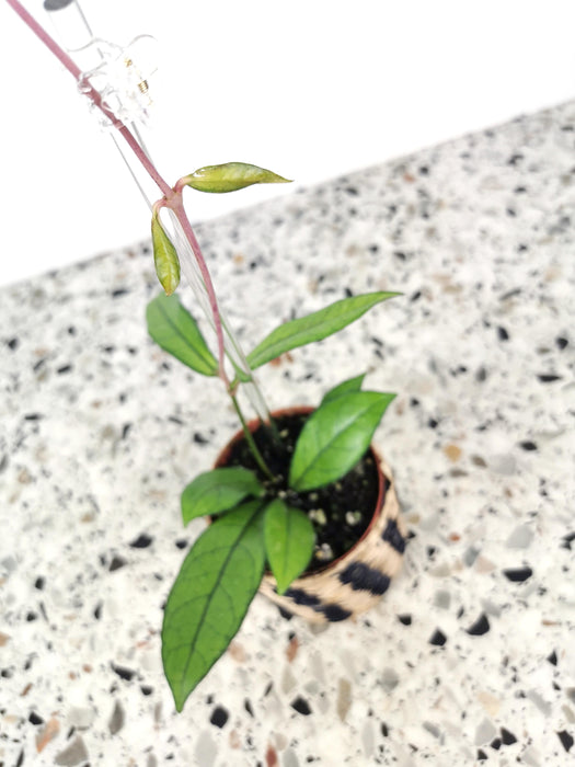 Hoya crassipetiolata