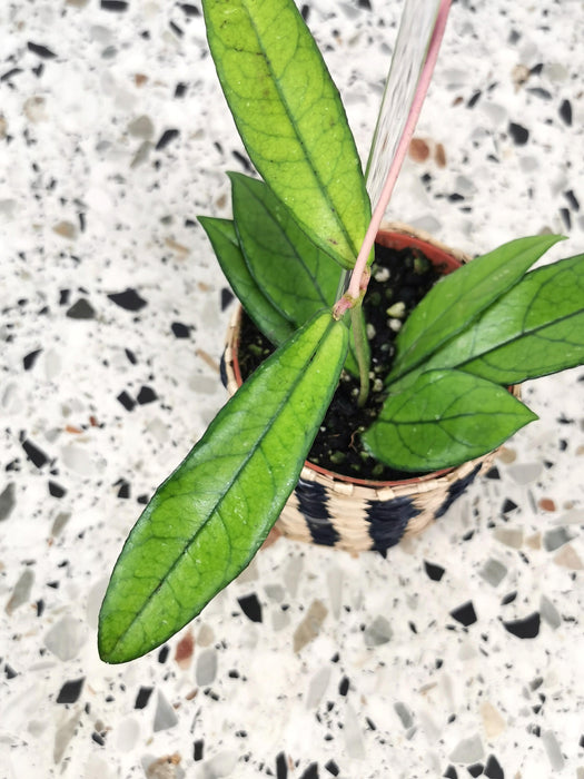 Hoya crassipetiolata