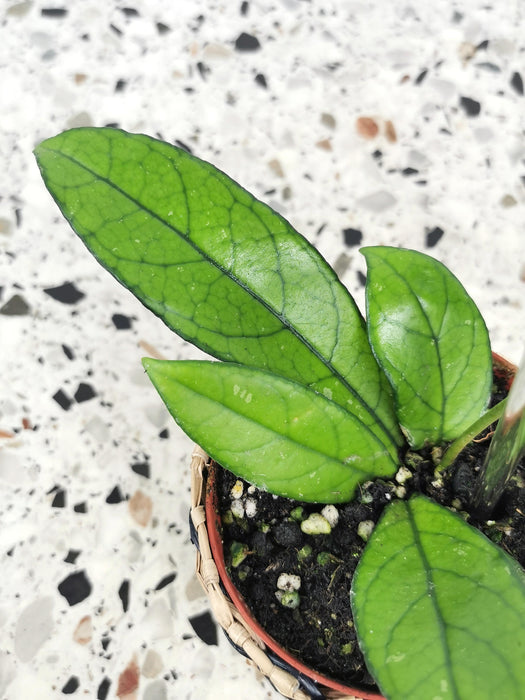 Hoya crassipetiolata