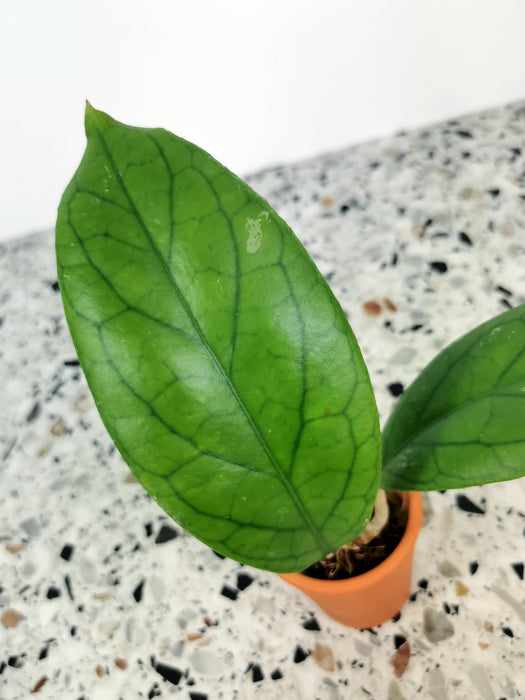Hoya vitellinoides