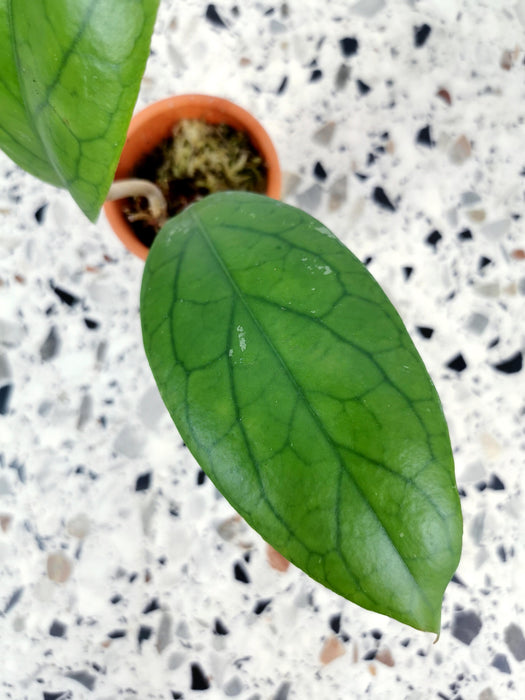 Hoya vitellinoides