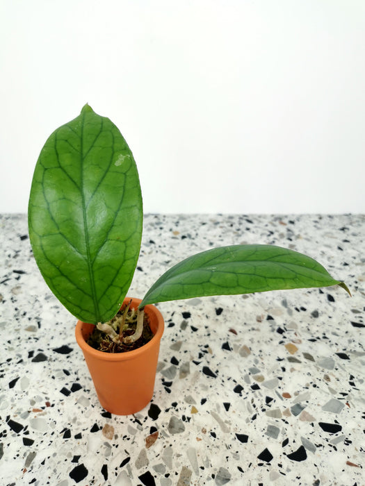 Hoya vitellinoides