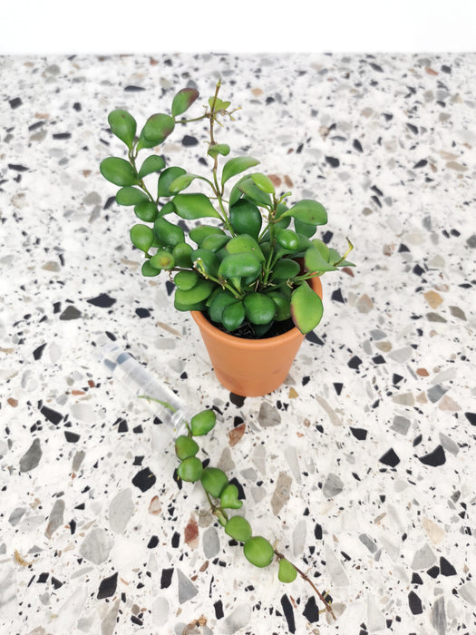 Hoya heuschkeliana