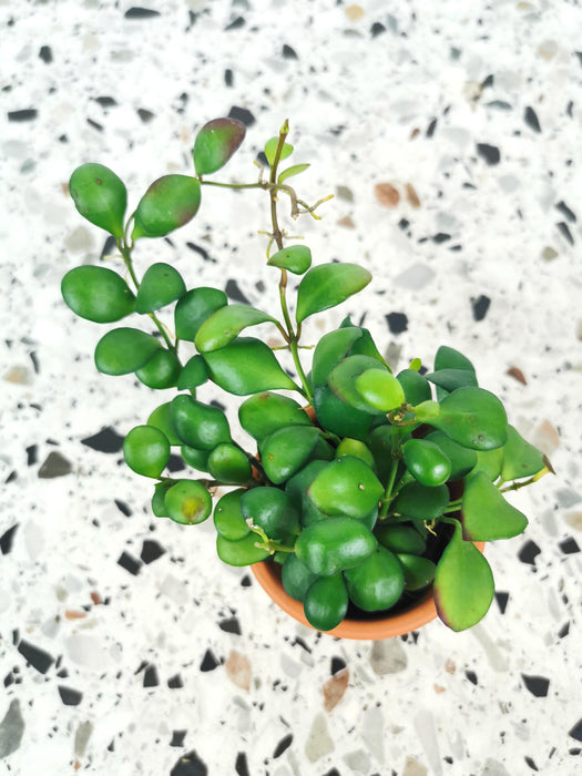 Hoya heuschkeliana