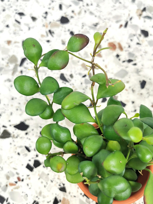 Hoya heuschkeliana