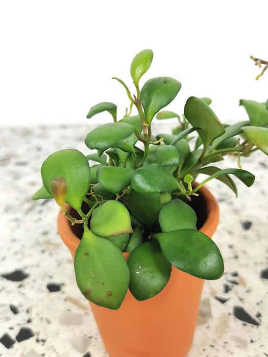 Hoya heuschkeliana