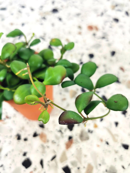 Hoya heuschkeliana