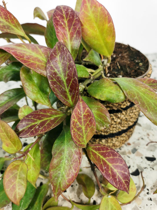 Hoya sunrise