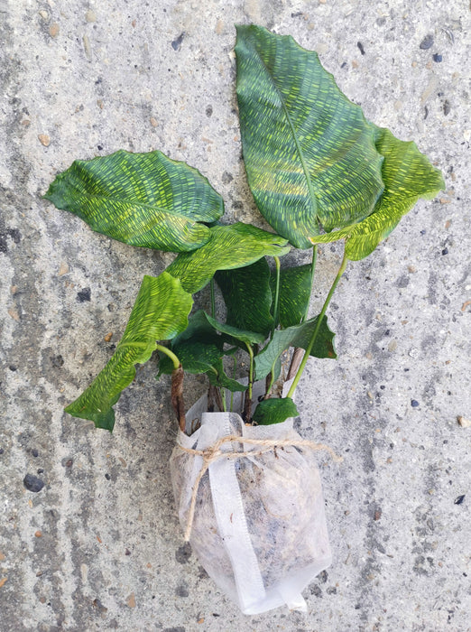 Calathea musaica / network